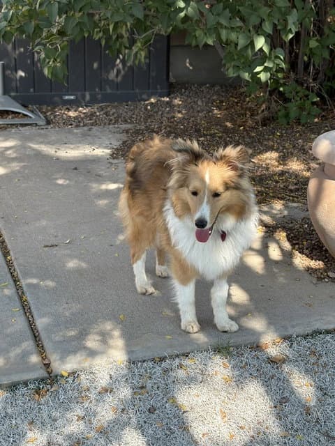 Rory - Shetland Sheepdog Sheltie