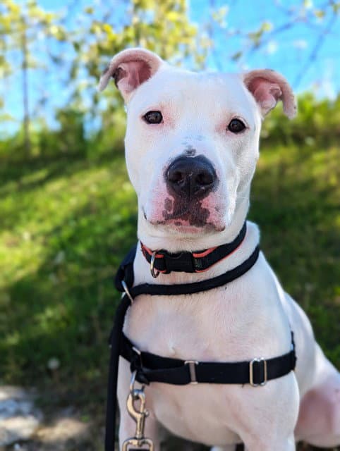 Barney - American Bulldog