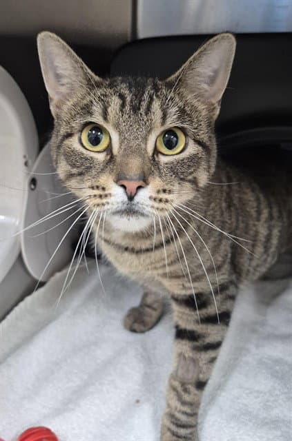 Zool - Domestic Short Hair