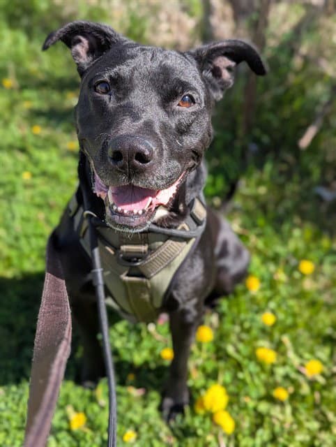 Clyde - Labrador Retriever