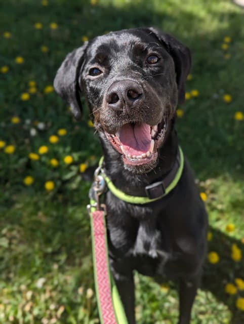 Walter - Labrador Retriever