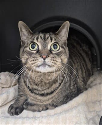 Skylar - Domestic Short Hair