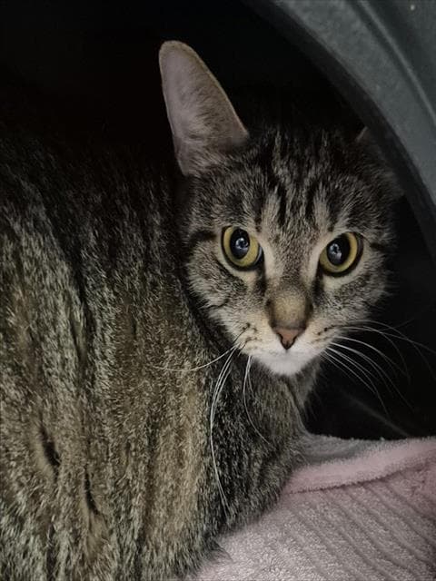 Lychee - Domestic Short Hair