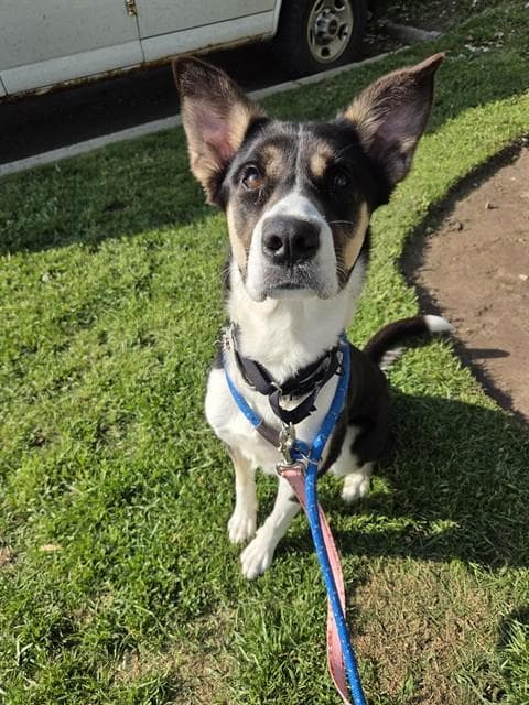 Bagel - Border Collie