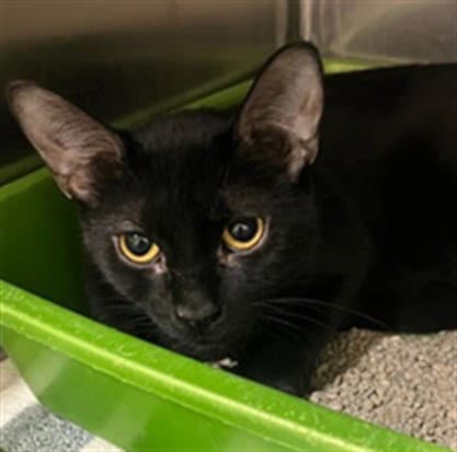 Mango - Domestic Short Hair