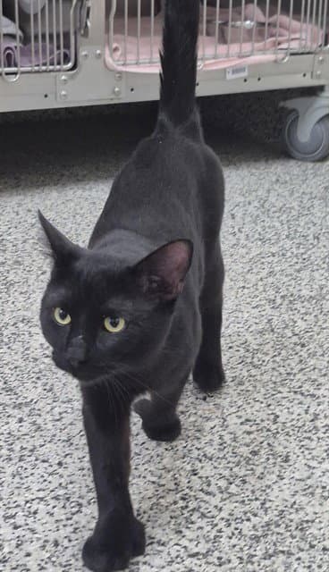 Minx - Domestic Short Hair