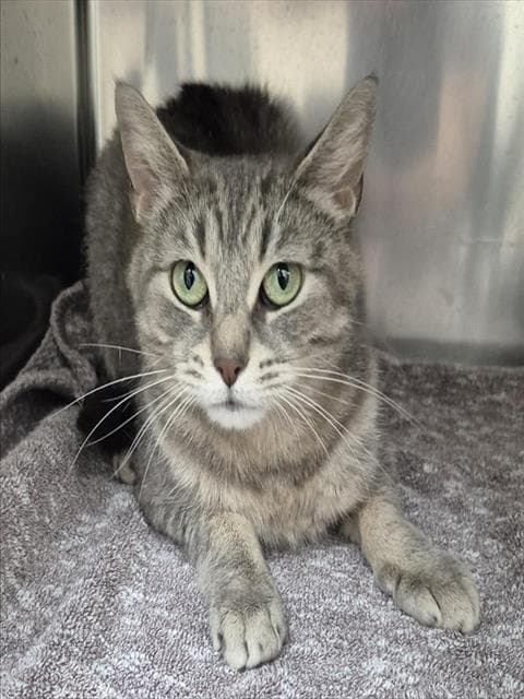 Tabitha - Domestic Short Hair