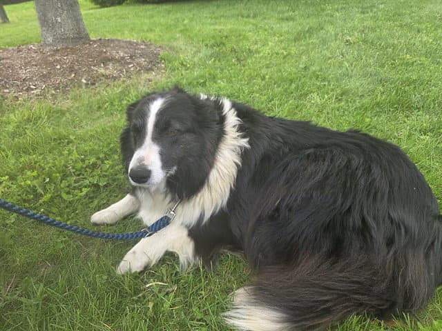 Bettie - Border Collie