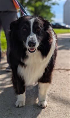 Bettie - Border Collie
