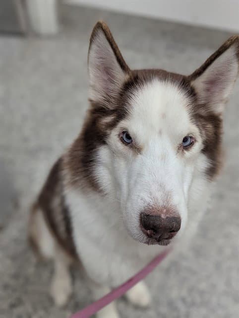 Rayo - Siberian Husky