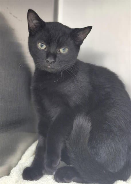 Lin - Domestic Short Hair