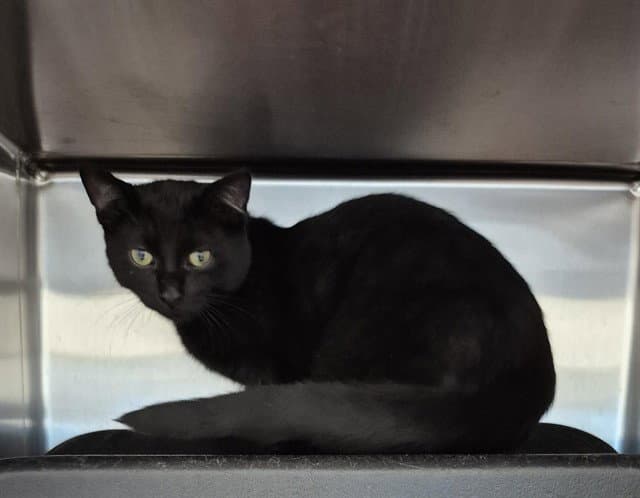 Bixby - Domestic Short Hair