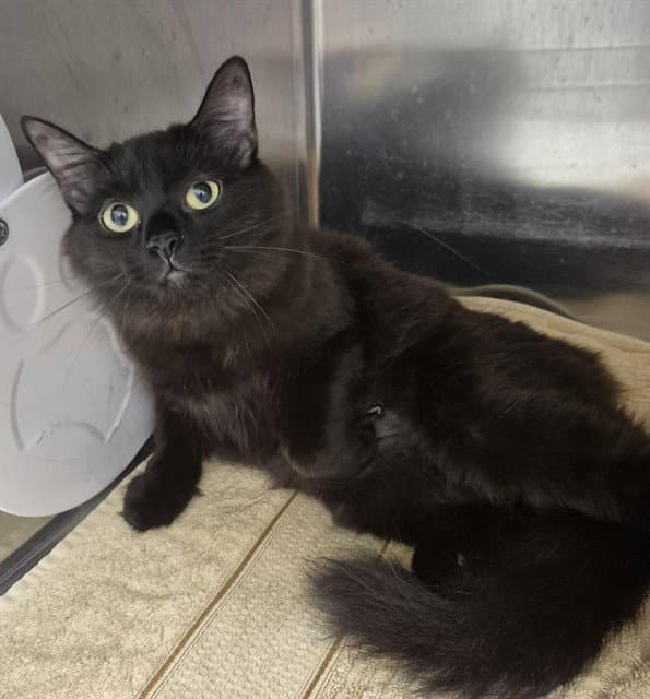 Damsel - Domestic Medium Hair