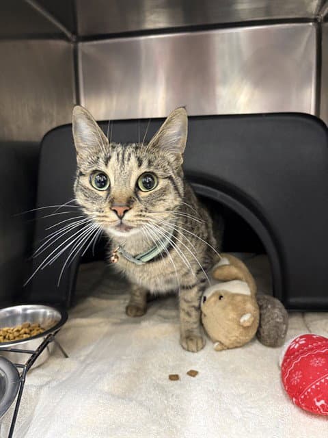 Magik - Domestic Short Hair