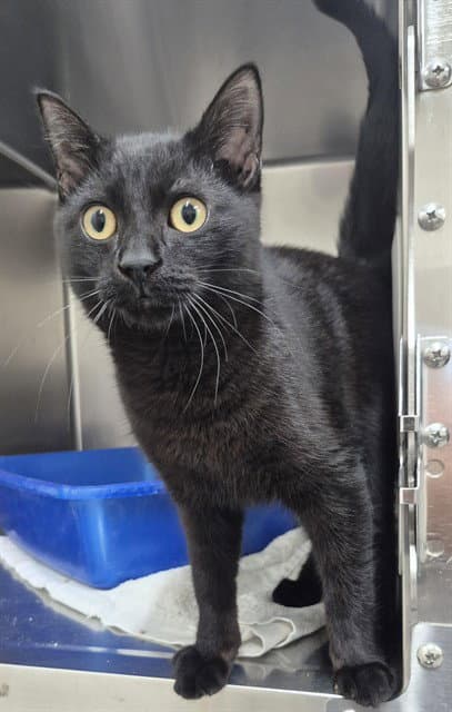 Astro - Domestic Short Hair