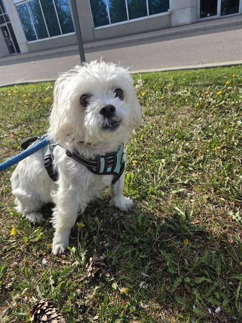 Snoopy - Shih Tzu