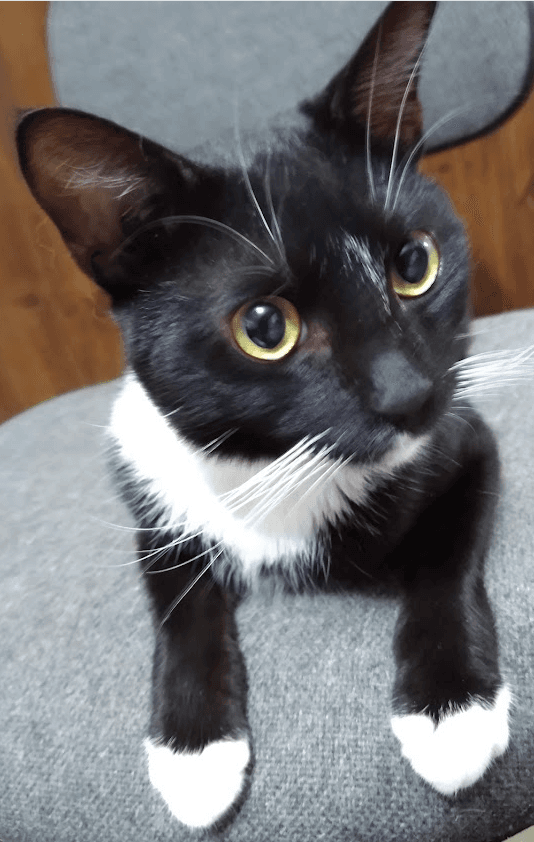 Nicky - Putting On The Ritz - Domestic Short Hair