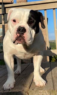 Izzy-Funny Adorable American Bulldog - American Bulldog