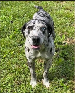 Maggie The Marvel - Grayblack Catahoula Jewel image 1