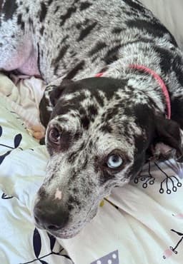 Maggie The Marvel - Grayblack Catahoula Jewel image 3