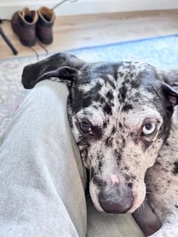 Maggie The Marvel - Grayblack Catahoula Jewel image 2