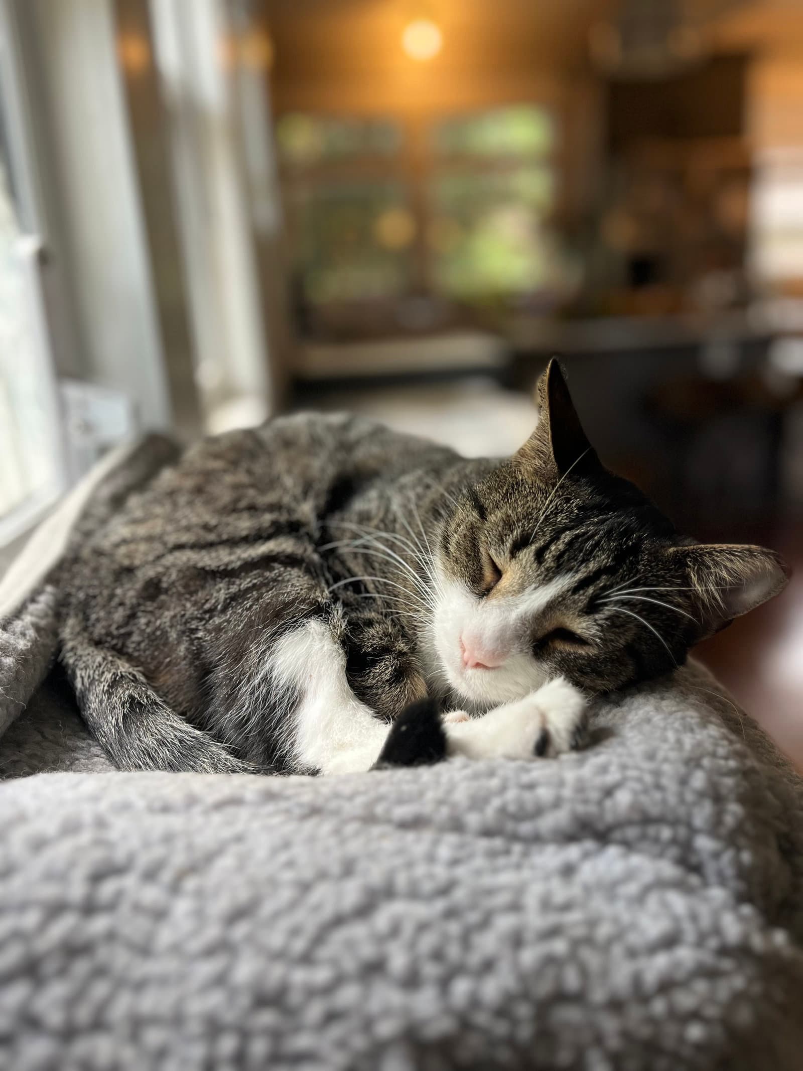 Cookie - Domestic Short Hair