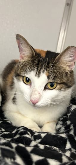 Dinah Is A Doll Adopt Asap Stunning image 2