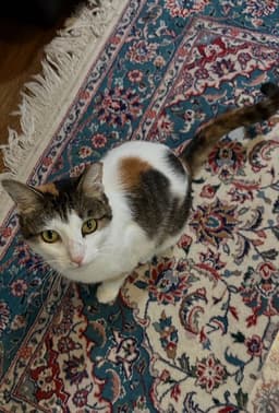 Dinah Is A Doll Adopt Asap Stunning image 3