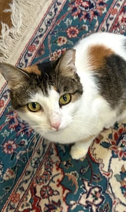Dinah Is A Doll Adopt Asap Stunning image 1
