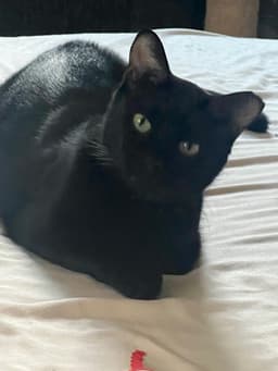 Pablo - Lifes Better With A Little Paw-Casso image 1