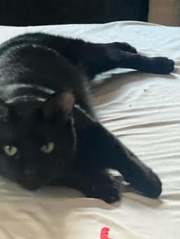 Pablo - Lifes Better With A Little Paw-Casso image 2