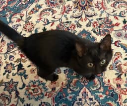 Miley - Full Grown  - Cute Little One image 1