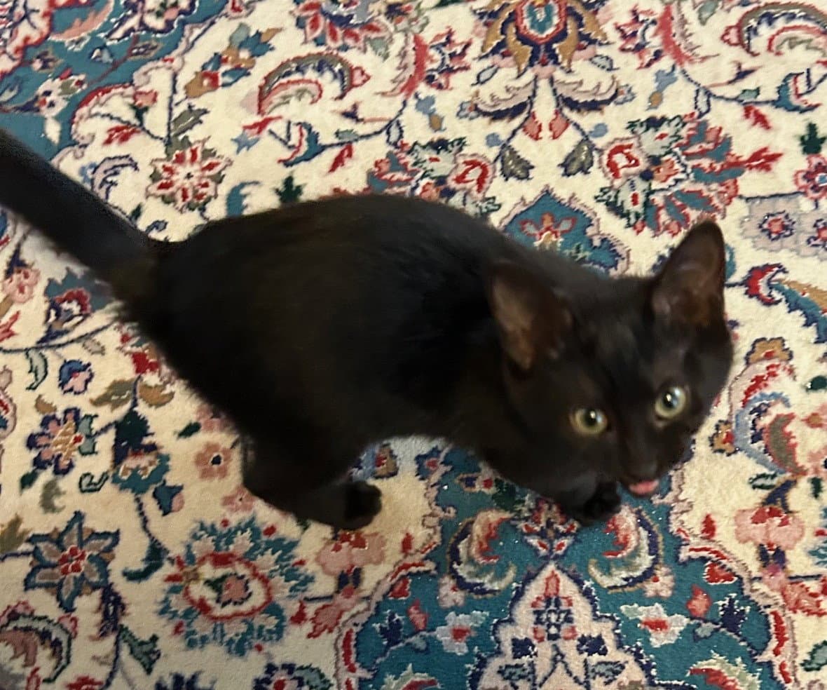 Miley - Full Grown  - Cute Little One - American Shorthair