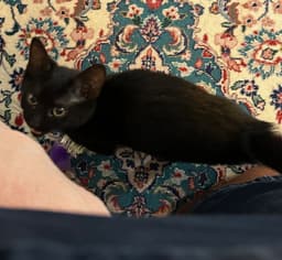 Miley - Full Grown  - Cute Little One image 3