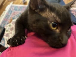Miley - Full Grown  - Cute Little One image 4