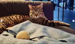 Ollie - Comes When Called Stays For Snacks image 2
