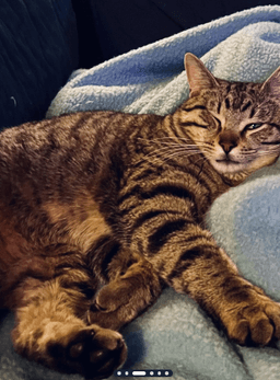 Ollie - Comes When Called Stays For Snacks image 3