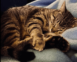 Ollie - Comes When Called Stays For Snacks image 4