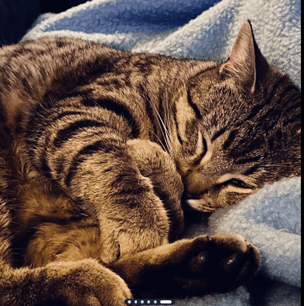Ollie - Comes When Called Stays For Snacks - Tabby