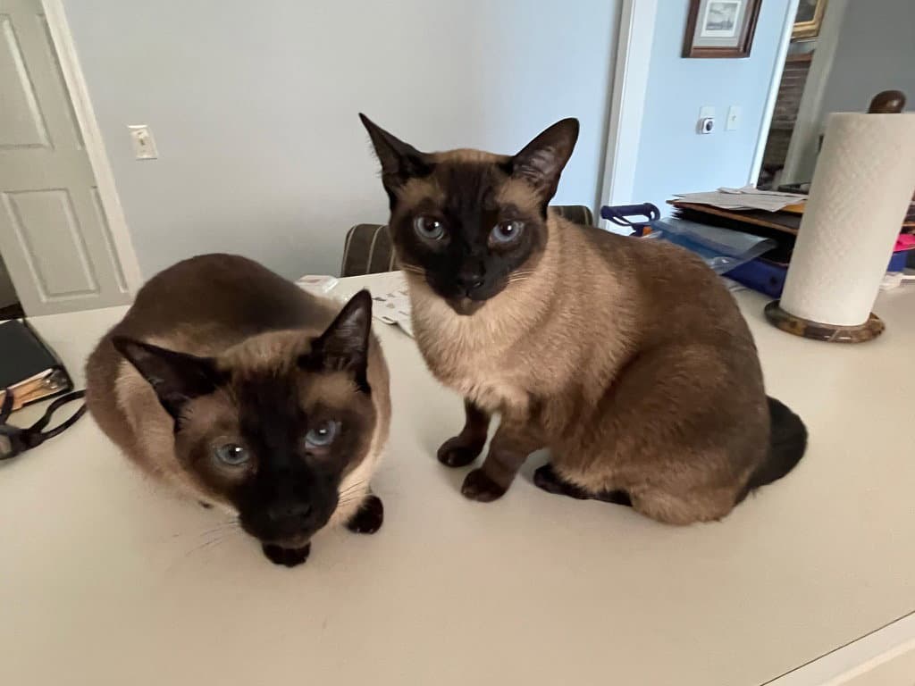 Rook  Bishop - Checkmate Beauties Bonded Brothers - Siamese