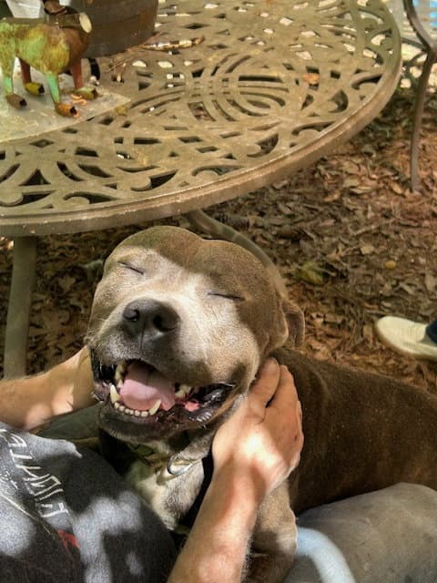 George - Survival To Safety Not A Mean Bone - American Pit Bull Terrier