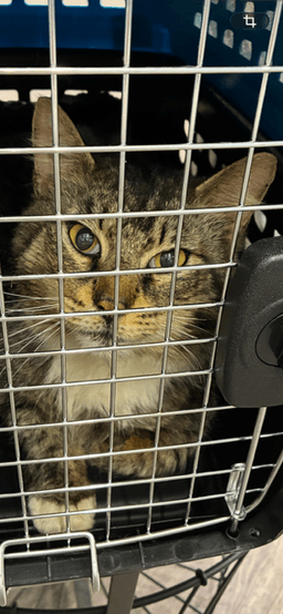 Fozzy Bear - From Suffering To Comfort image 4