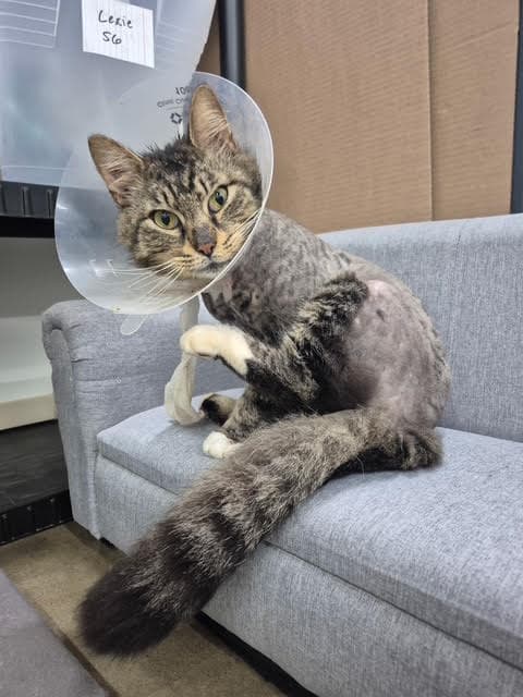 Fozzy Bear - From Suffering To Comfort - Domestic Long Hair