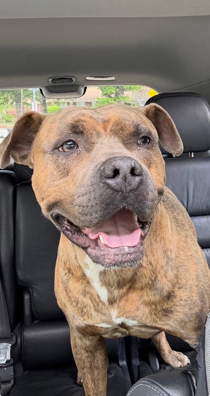 Duke - Abandoned Cowboy -  Safe Ranch - American Pit Bull Terrier