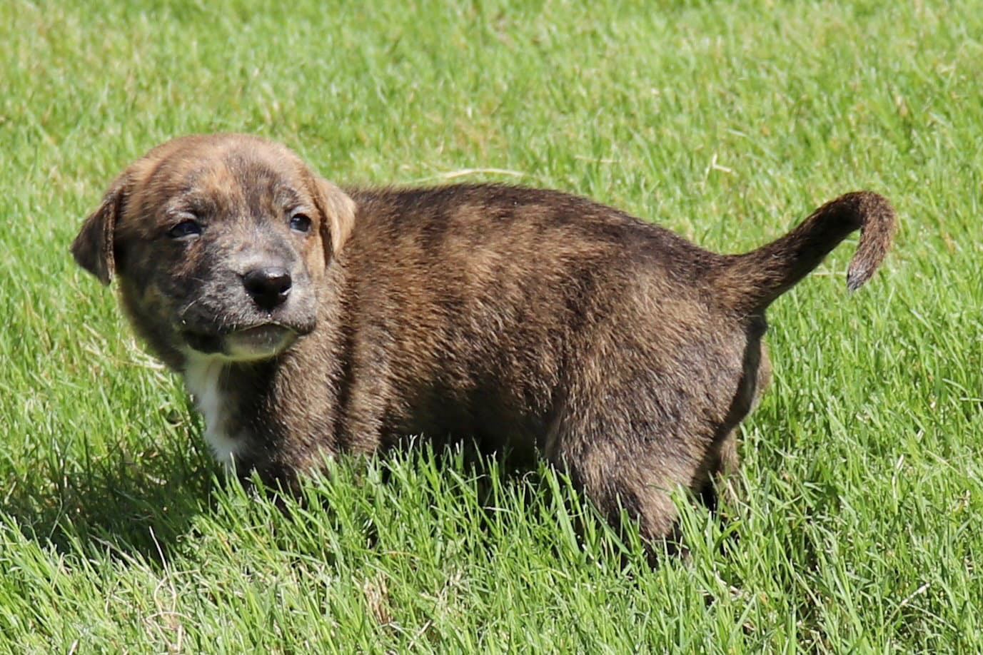 Zeus - Tiny God Of Thunder - American Staffordshire Terrier