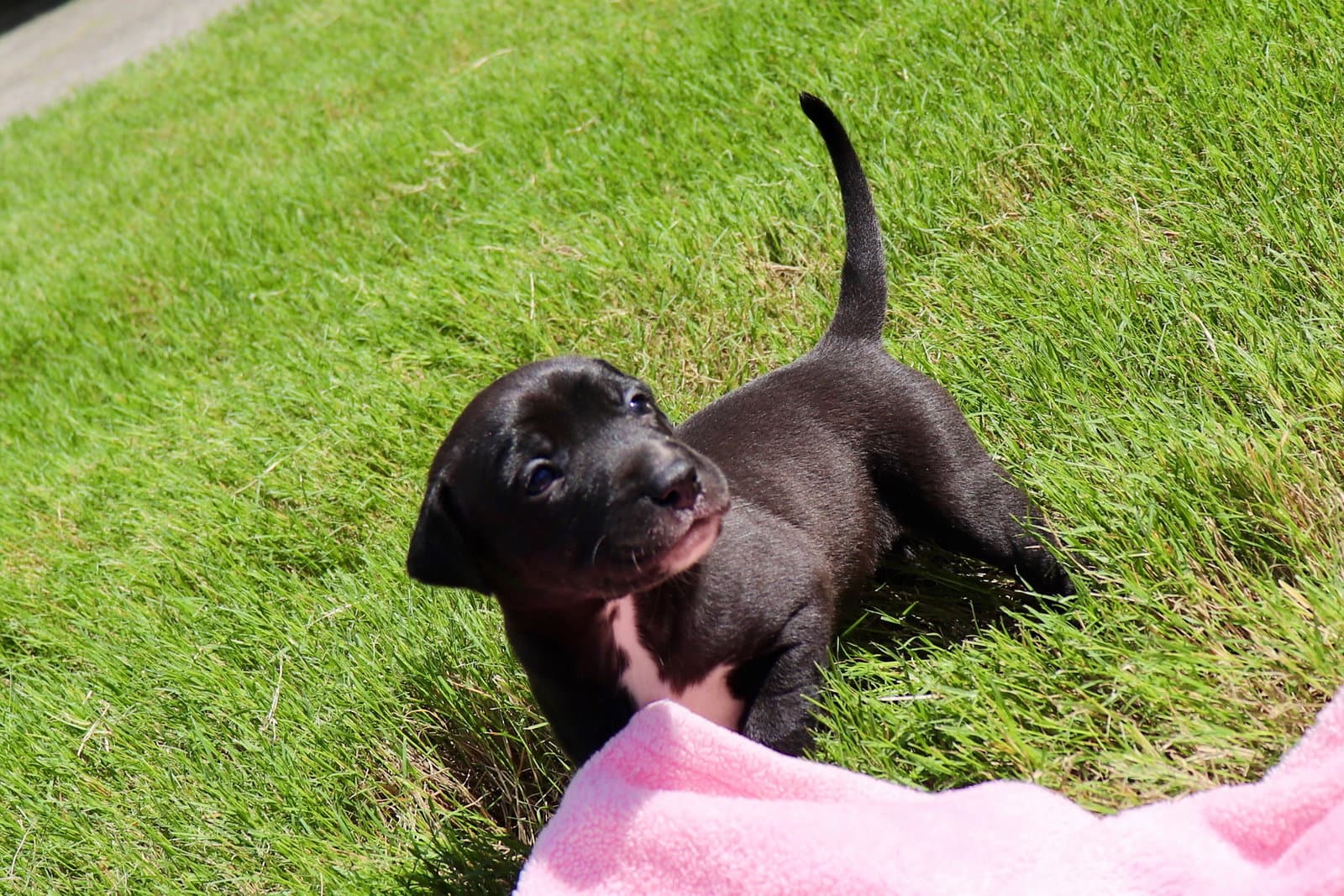 Donut - The Sweetest Little Hole Package - American Staffordshire Terrier