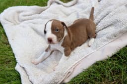 Bam Bam - The Little Pup Who Makes A Big Impact image 3