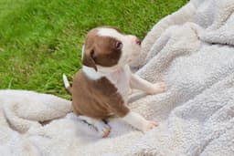Bam Bam - The Little Pup Who Makes A Big Impact image 4