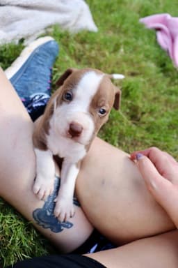 Bam Bam - The Little Pup Who Makes A Big Impact image 2