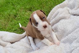Bam Bam - The Little Pup Who Makes A Big Impact image 1